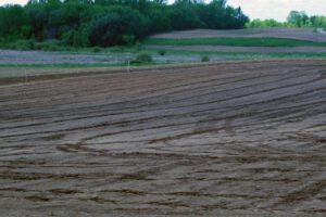 2013 Pumpkin Patch 1