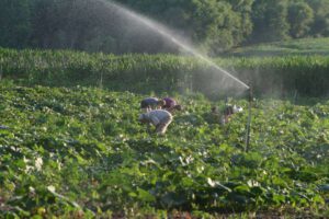 2013 Pumpkin Patch 12