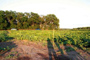 2013 Pumpkin Patch 15