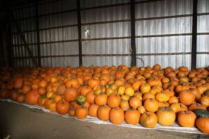 2013 Pumpkin Patch 26