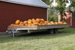 2013 Pumpkin Patch 27