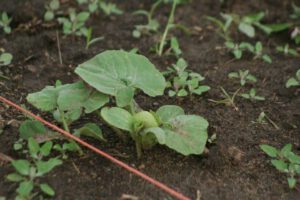 2013 Pumpkin Patch 8