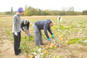 2014 Pumpkin Harvest Image005.jpg