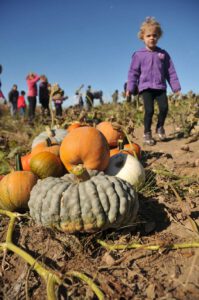 2015 Pumpkin Harvest Dsc 2402