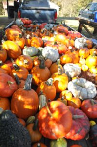 2015 Pumpkin Harvest Dsc 2422