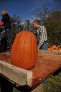 2015 Pumpkin Harvest Dsc 2429