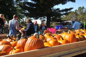 2015 Pumpkin Harvest Dsc 2431