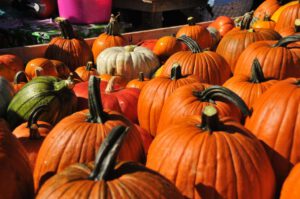 2015 Pumpkin Harvest Dsc 2439