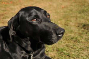 2015 Pumpkin Harvest Dsc 2460