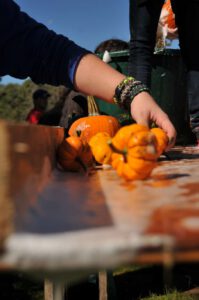 2015 Pumpkin Harvest Dsc 2482