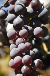2015 Pumpkin Harvest Dsc 2562