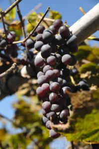 2015 Pumpkin Harvest Dsc 2564