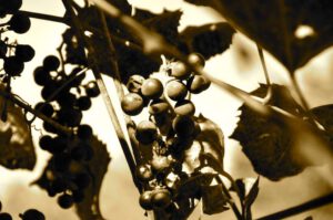 2015 Pumpkin Harvest Dsc 2567