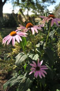 2015 Pumpkin Harvest Dsc 2581
