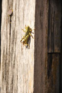 2015 Pumpkin Harvest Dsc 2646