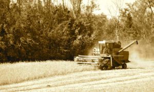 2015 Pumpkin Harvest Dsc 2700