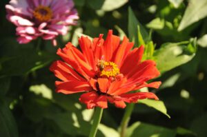 2015 Pumpkin Harvest Dsc 2755