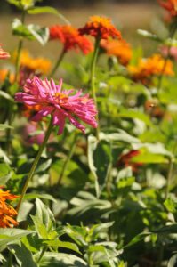 2015 Pumpkin Harvest Dsc 2757