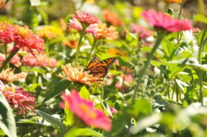 2015 Pumpkin Harvest Dsc 2760