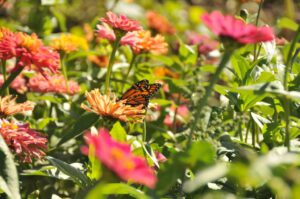 2015 Pumpkin Harvest Dsc 2762