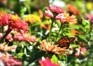2015 Pumpkin Harvest Dsc 2763