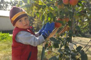 2015 Pumpkin Harvest Dsc 2782