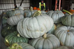 2015 Pumpkin Harvest Dsc 2839