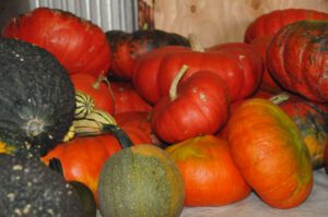 2015 Pumpkin Harvest Dsc 2844