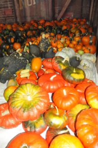 2015 Pumpkin Harvest Dsc 2845