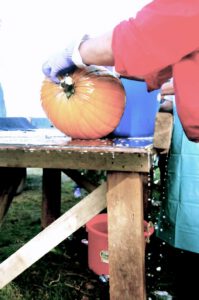 2015 Pumpkin Harvest Dsc 2870