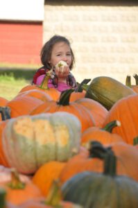 2015 Pumpkin Harvest Dsc 2900