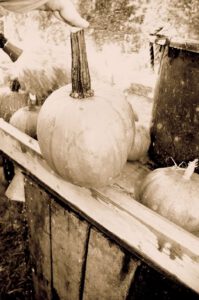 2015 Pumpkin Harvest Dsc 2931