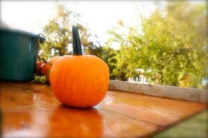 2015 Pumpkin Harvest Dsc 2937