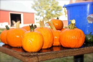 2015 Pumpkin Harvest Dsc 2957
