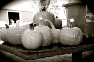 2015 Pumpkin Harvest Dsc 2958