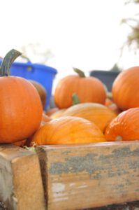 2015 Pumpkin Harvest Dsc 2969