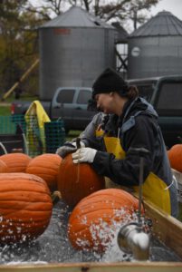 2016 Pumpkin Harvest Photos Dsc 6826