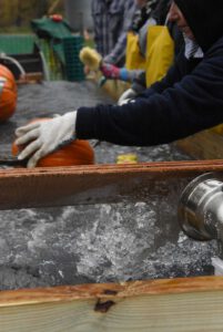 2016 Pumpkin Harvest Photos Dsc 6848