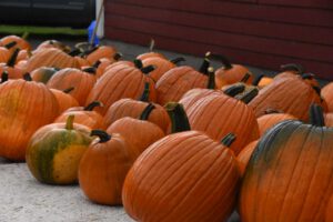 2016 Pumpkin Harvest Photos Dsc 6872