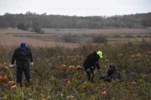2016 Pumpkin Harvest Photos Dsc 6903