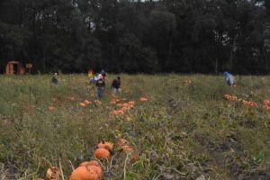 2016 Pumpkin Harvest Photos Dsc 6906