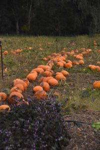 2016 Pumpkin Harvest Photos Dsc 6912