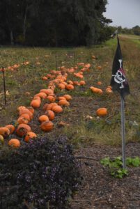 2016 Pumpkin Harvest Photos Dsc 6913