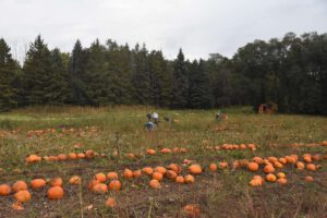 2016 Pumpkin Harvest Photos Dsc 6924