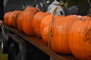 2016 Pumpkin Harvest Photos Dsc 6963