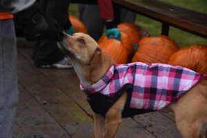 2016 Pumpkin Harvest Photos Dsc 6966