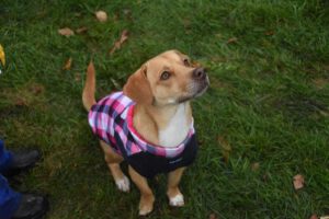 2016 Pumpkin Harvest Photos Dsc 6971