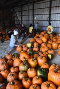 2016 Pumpkin Harvest Photos Dsc 7132