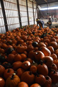 2016 Pumpkin Harvest Photos Dsc 7147