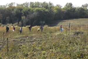 2016 Pumpkin Harvest Photos Dsc 7178